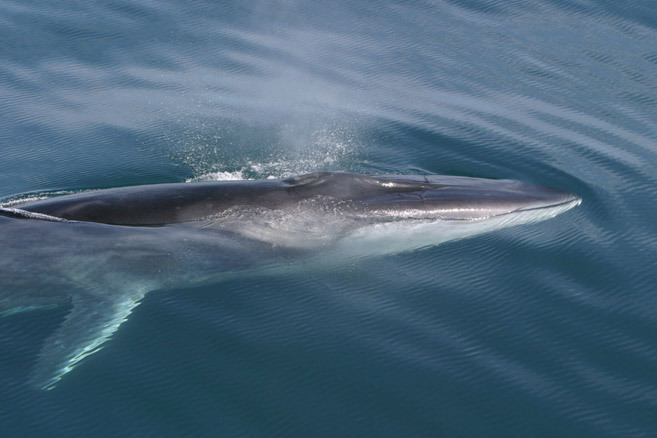 fin_whale