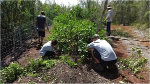 Irie and Baylee working alongside conservationists to remove invasive trees from the section of land. PC: Hye Jung Kim.