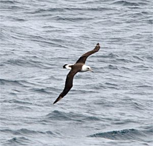 Laysan Albatross