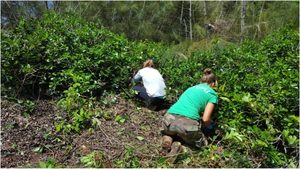 Kailee working alongside a Kupu intern removing strawberry guava trees. PC: Hye Jung Kim.