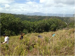 waimea 3