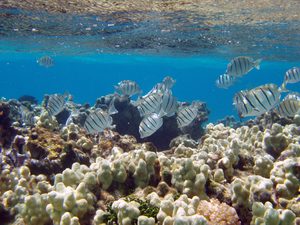 Manini and finger coral in Papahānaumokuākea.