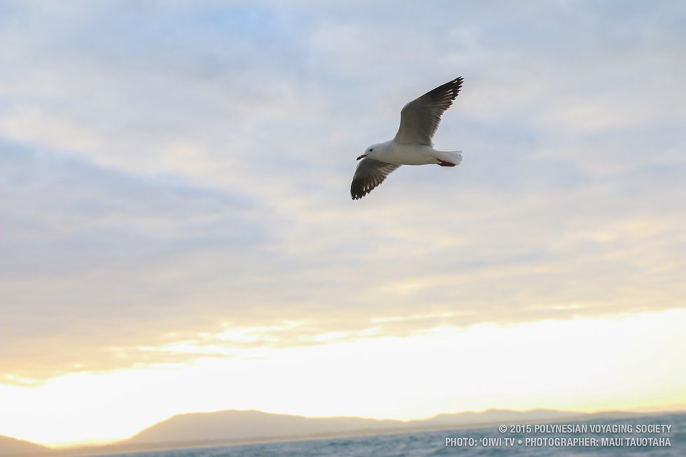 Our sunset visitor.