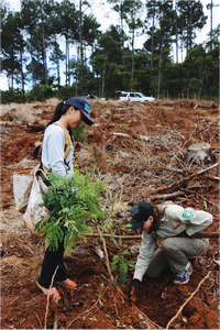 kokee planting