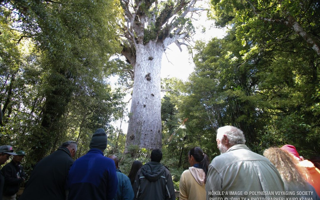 Update | Hokianga Learning Journey