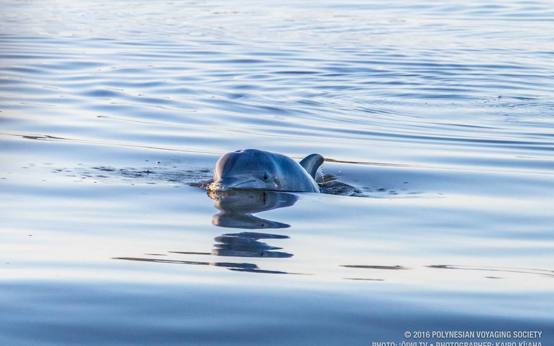 Hōkūleʻa Update | November 24-27, 2016
