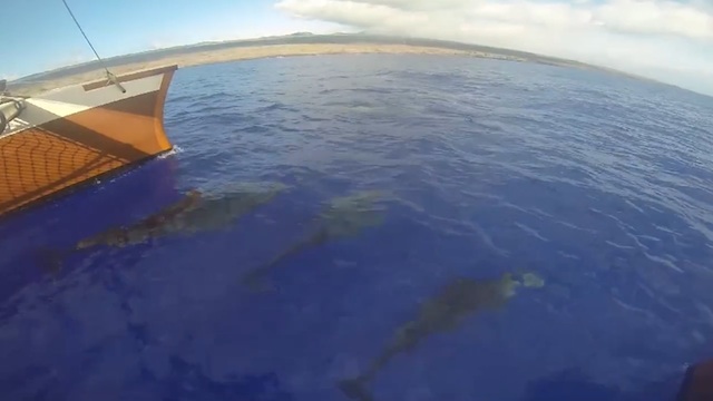 Video: A pod of naiʻa swimming with Hikianalia