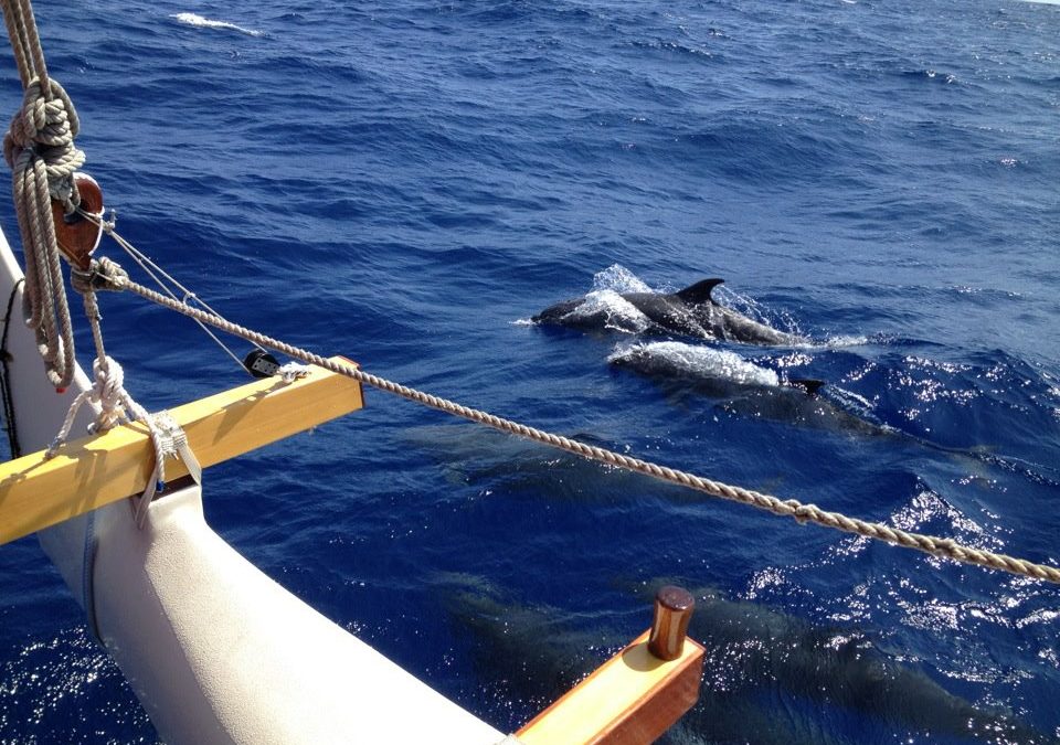 May 21: Dolphins Swimming with Hokulea (VIDEO)