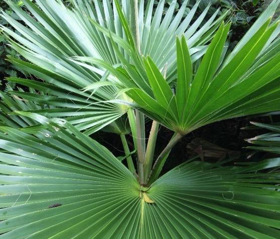 Learning Journey: Kahanahaiki – Learning By Doing…