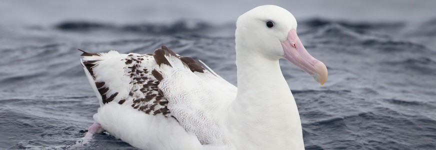 Winged Ambassadors: Ocean Literacy Through the Eyes of Albatross