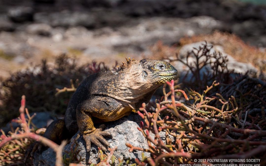 Classroom Connections: The Galapagos