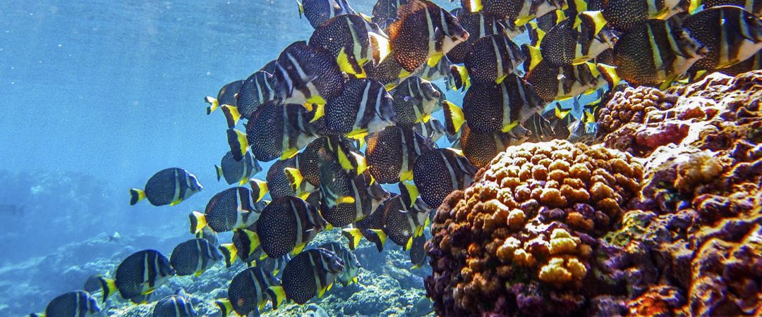 One Ocean, One Island Earth:  Pacific Marine Monument Now the Largest in the World