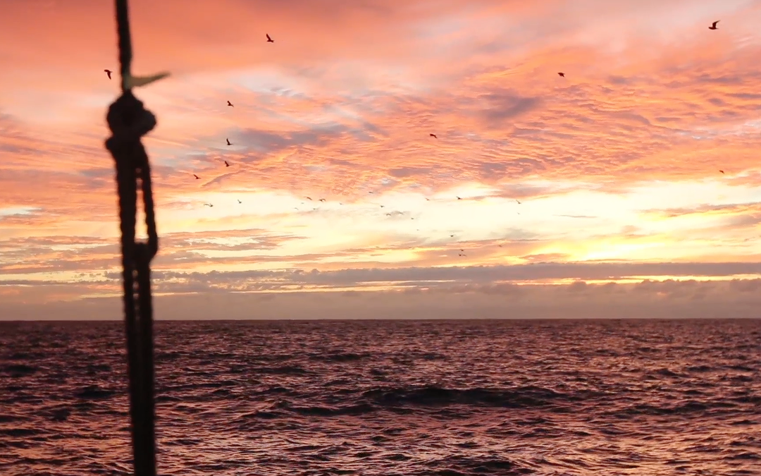Worldwide Voyage | Honoring Lacy’s Legacy