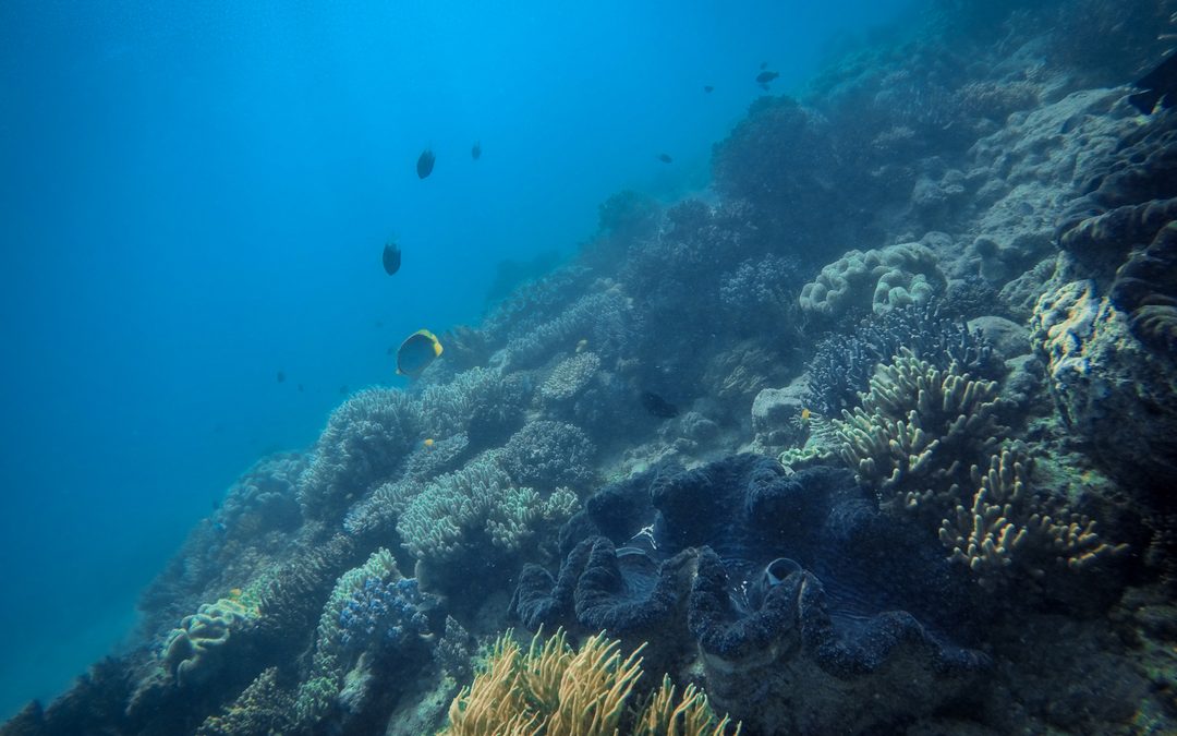 Voyaging for the Future: Great Barrier Reef