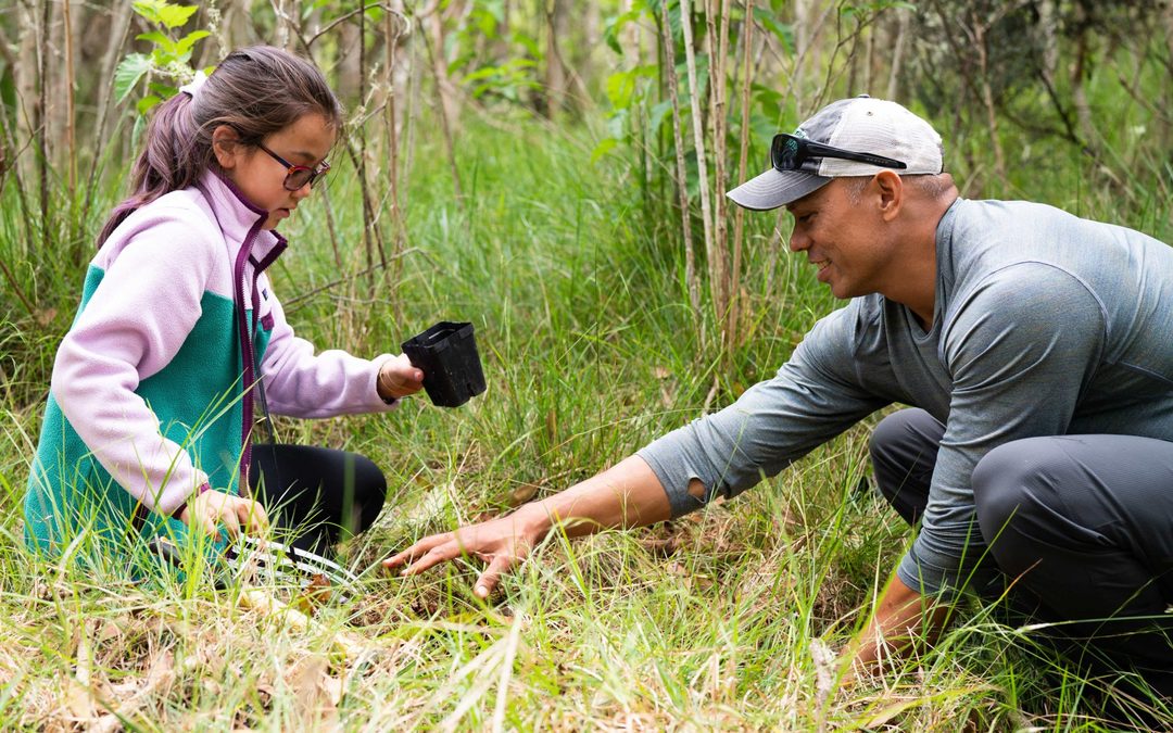 Returning to the Koa Forests After 30 Years