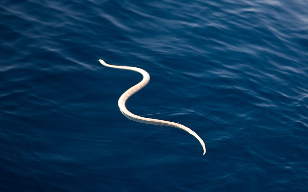 Crew Blog | Craig Thomas: Encountering Sea Snakes