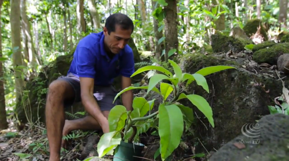 Video: Limahuli Garden & Preserve, Kauaʻi