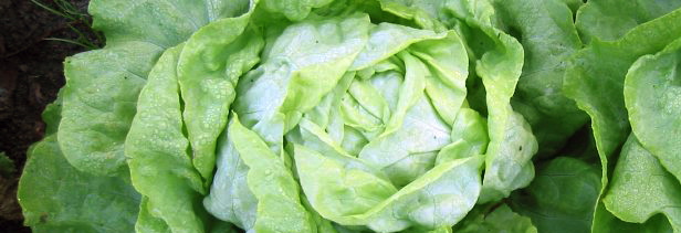 Green Growing: A Model for Food Sovereignty and Sustainability