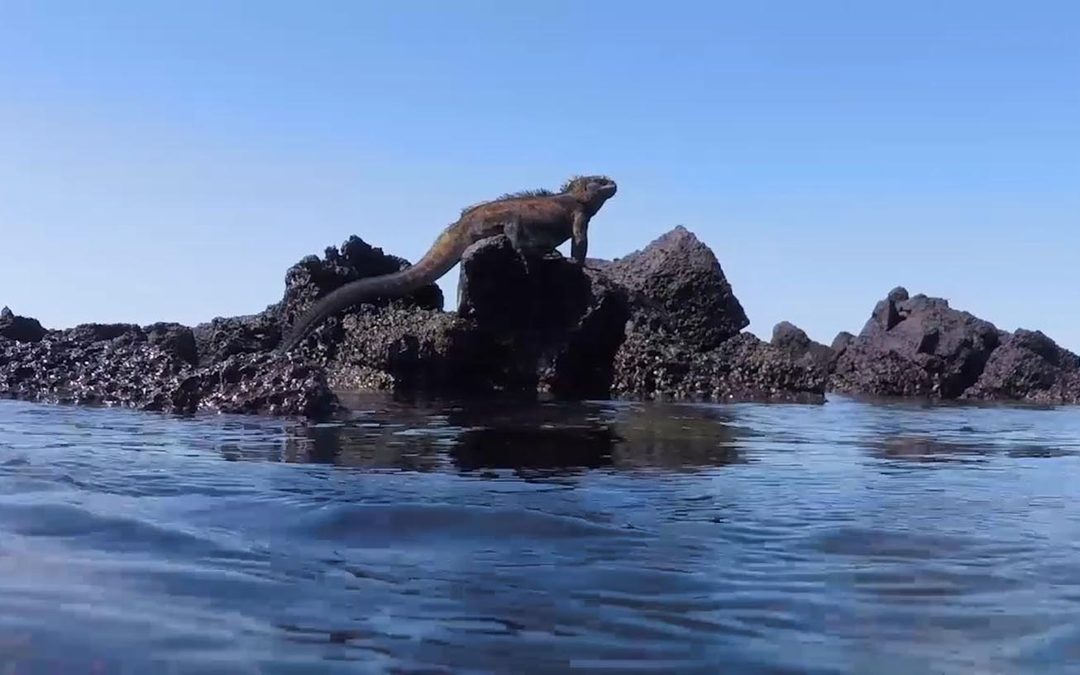 Hōkūleʻa Video Update | Welcome to the Galapagos