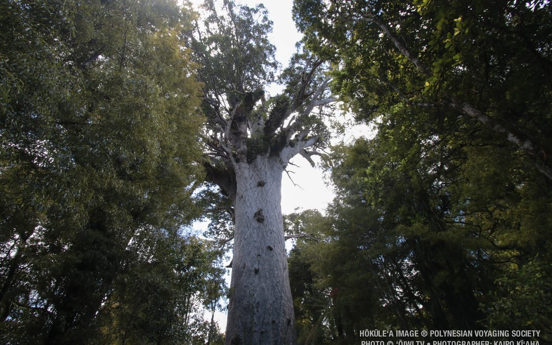 Stories of Place | Tāne Mahuta