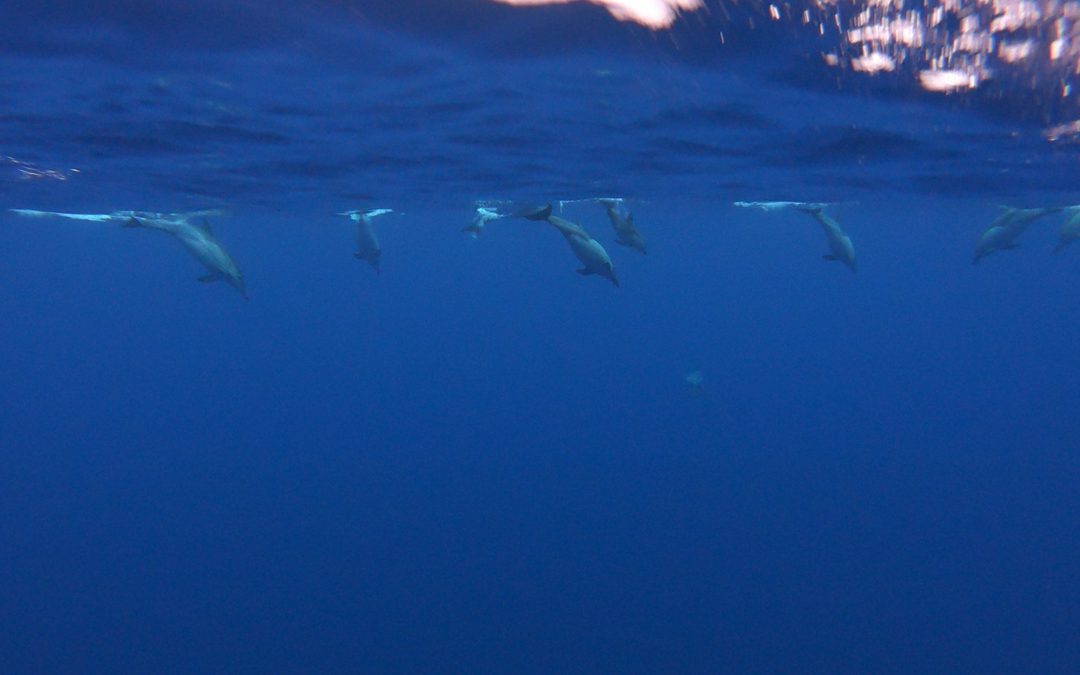 Hikianalia Update | Sep 3-4, 2018: Dolphin Show