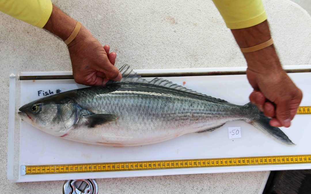 Hikianalia Science Report | April 17, 2015