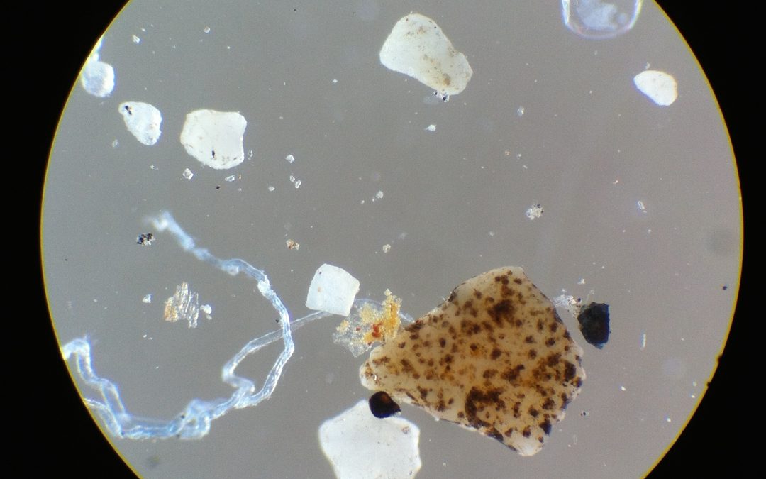 Science Update | Darienne Dey: Marine Life