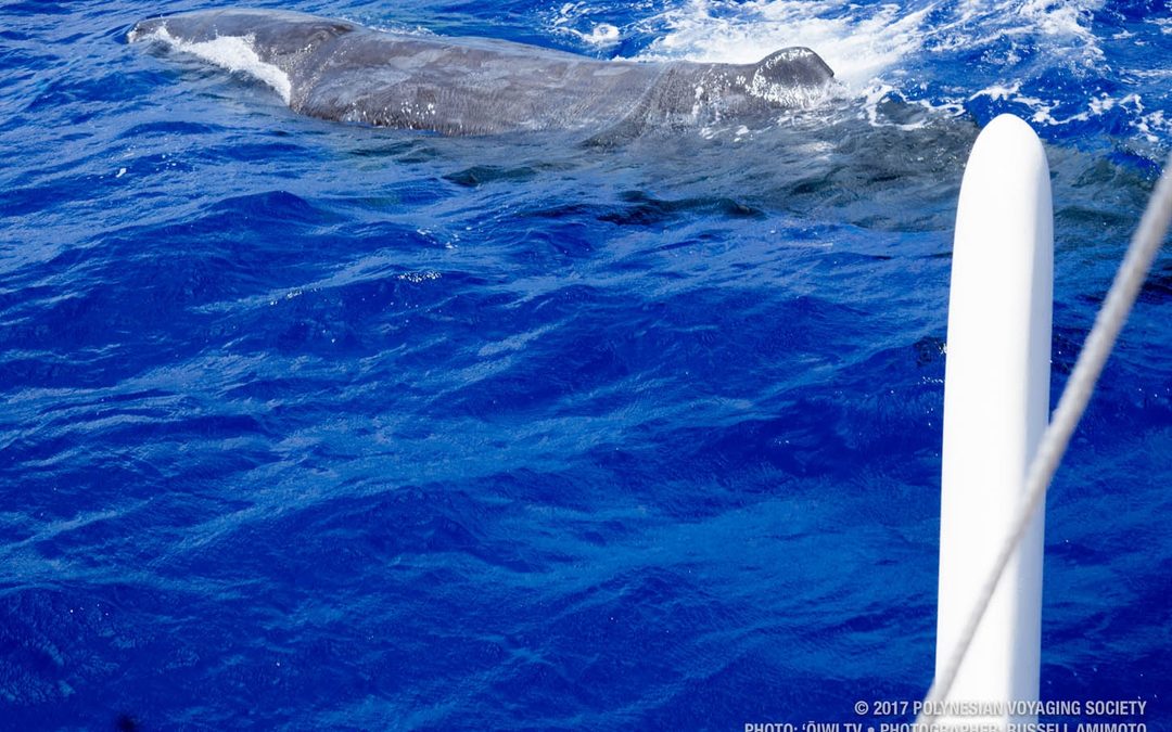 Crew Blog | Joey Mallott: Joining Hōkūleʻa from Alaska